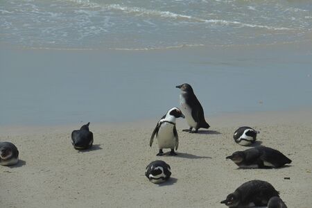 African penguins (Spheniscus demersus) on the beach of Boulders Beach in Simon's Town, South Africa.の写真素材