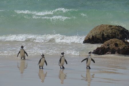 African penguins (Spheniscus demersus) returning to beach from sea at Boulders Beach in Simon's Town, South Africa.の写真素材