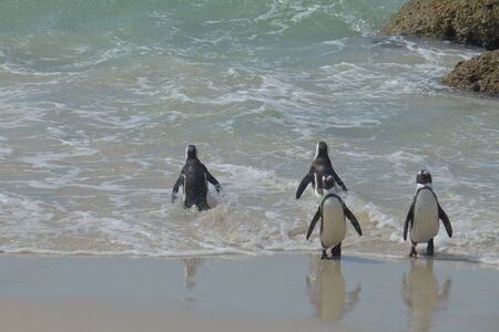 African penguins (Spheniscus demersus) returning to beach from sea at Boulders Beach in Simon's Town, South Africa.の写真素材