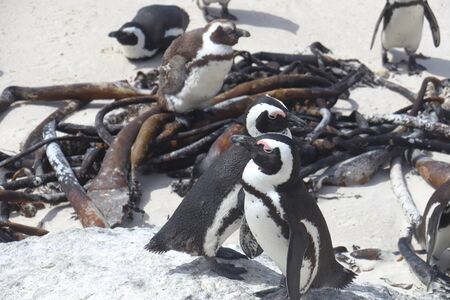African penguins (Spheniscus demersus) on the beach of Boulders Beach in Simon's Town, South Africa.の写真素材