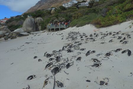 The beach with colony of African penguins (Spheniscus demersus) at Boulders Beach in Simon's Town, South Africa.の写真素材