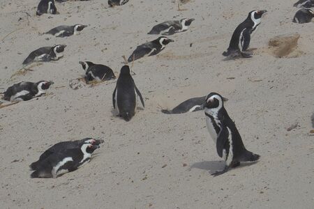 African penguins (Spheniscus demersus) on the sand dune of the beach of Boulders Beach in Simon's Town, South Africa.の写真素材