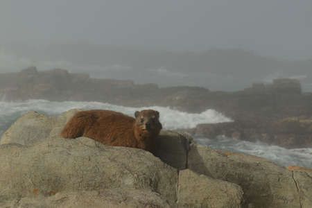 A Rock Hyrax or dassie (Procavia capensis) on the rock ledge at Storms River Rest Camp in...