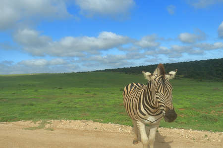 A lone Burchell's zebra(Equus quagga burchellii) on the safari dirt road in Addo Elephant National Park< South Africa.の写真素材
