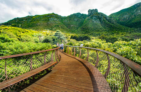 The 130 meter long Centenary Tree Canopy Walkway in Kirstenbosch National Botanical Garden, Cape Town. Also nicknamed as "Boomslang"  which is a tree snake.の写真素材