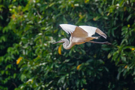 Little Egret (Egretta garzetta) taking flight at Kinabatangan River in Sabah, Malaysia.の写真素材
