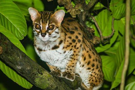 Sunda leopard cat (Prionailurus javanensis) in the Borneo jungle of Kinabatangan River in Sabah, Malaysia.の写真素材