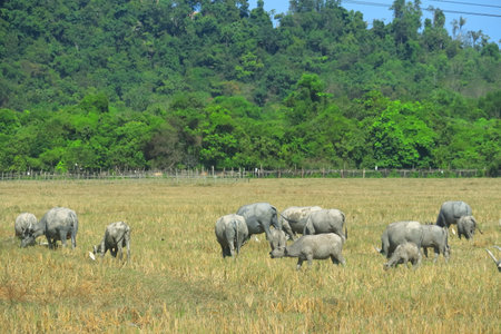 A herd of water buffaloes roaming freely on the dried paddy field in the rural  district of Batu Rakit in Terengganu, Malaysia.の写真素材