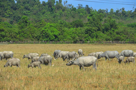 A herd of water buffaloes roaming freely on the dried paddy field in the rural  district of Batu Rakit in Terengganu, Malaysia.の写真素材
