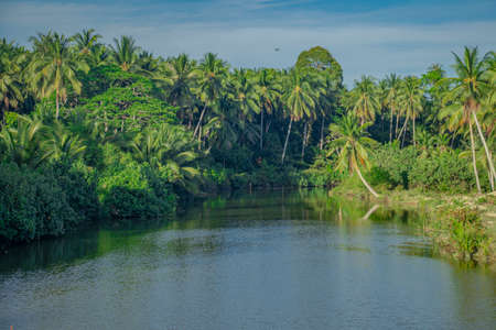 The Sungai Badang River bounds by thick vegetation of mainly coconut trees on it's banks in the outskirt of the city of Kota Bharu in Kelantan, Malaysia.の写真素材