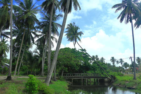 Soothing and tranquility scenery where creek flowing lazily with dull concrete bridge, under the shade of coconut trees in the rural of Kampung Melawi Village in Bachok District of Kelantan, Malaysia.の写真素材