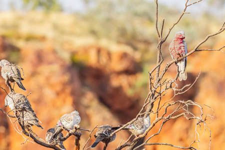 A Gallah (Eolophus roseicapilla) and Spinifex pigeons (Geophaps plumifera) perching on dried tree in Australia Red Centre desert.の写真素材