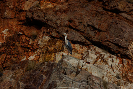 The West MacDonnell Ranges or West Macs stretch for over 200km west of Alice Springs.There are many gaps, gorges, waterholes along the way of Namatjira Drive as well a chances to see the wildlife.の写真素材