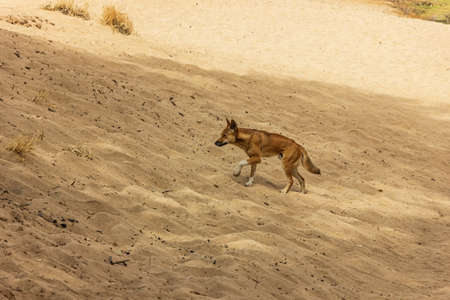 A dingo (canis lupus dingo) or Australian wild dog in the wild at Orminston Gorge of West MacDonnell...