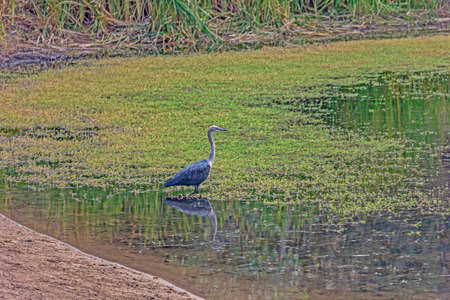 A heron in the waterhole around Simpsons Gap area at West MacDonnell National Park or Tjoritja in Northern Territory, Australia.の写真素材