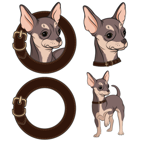 Set of color illustrations with Chihuahua in a collar.のイラスト素材