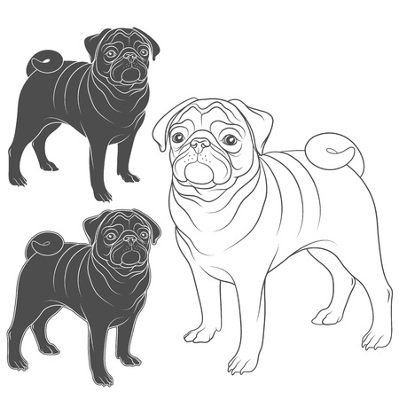 Set of vector images of pug. Isolated objects on a white background.のイラスト素材
