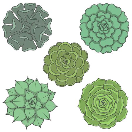 Set of images with ornamental plants. Isolated objects on white background.のイラスト素材