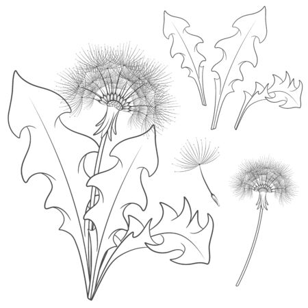 Set of images with a dandelion. Isolated vector black and white objects on white background.のイラスト素材