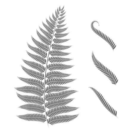 Black and white image of a fern leaf. Vector isolated objects on white background.のイラスト素材