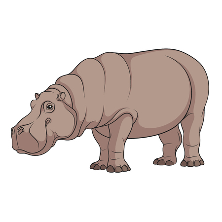 Color illustration of a hippopotamus. Isolated vector object on white background.のイラスト素材