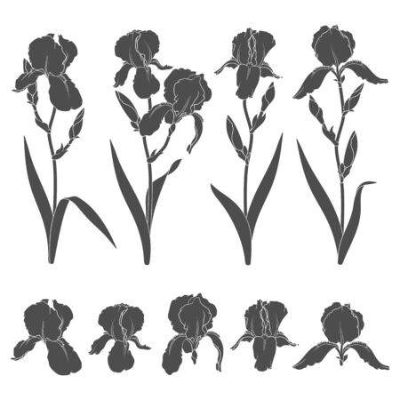 Set of black and white illustrations with iris flowers. Isolated vector objects on white background.のイラスト素材