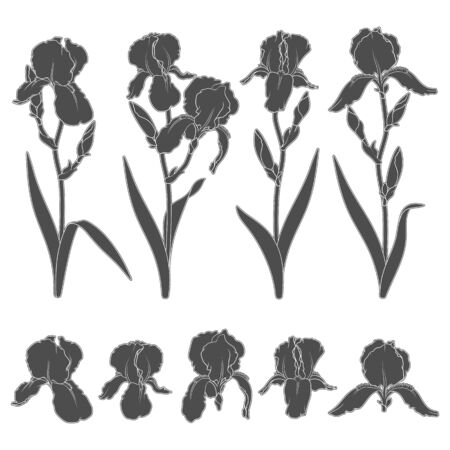 Set of black and white illustrations with iris flowers. Isolated vector objects on white background.のイラスト素材