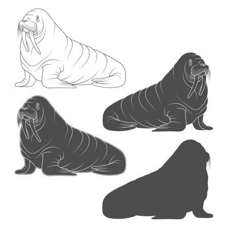 Set of black and white illustrations with walrus. Isolated vector objects on a white background.のイラスト素材