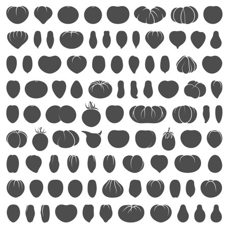 Set of black and white illustrations with tomatoes of various varieties and shapes. Isolated vector objects on a white background.のイラスト素材