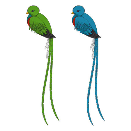 Color illustration with quetzal bird. Isolated vector objects on a white background.のイラスト素材