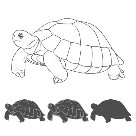 Set of black and white illustrations with turtle. Isolated vector objects on white background.のイラスト素材