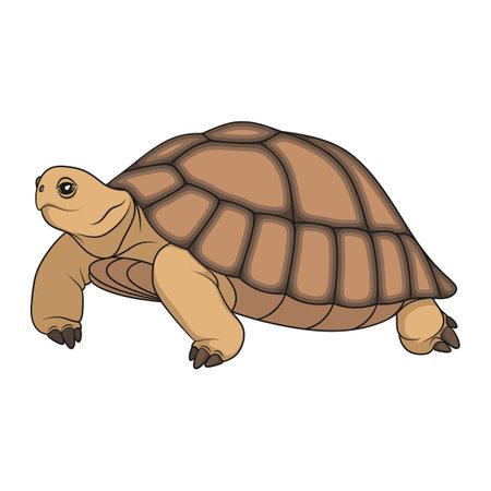 Color illustration with turtle. Isolated vector object on white background.