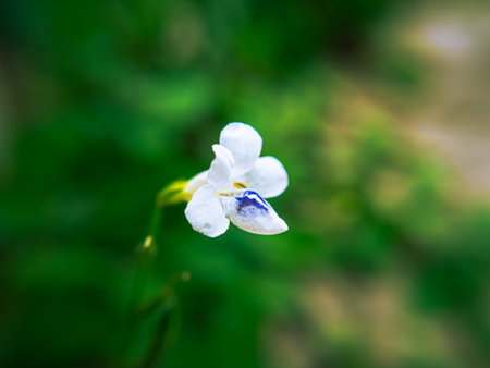 Close-up vibrant purple flowers with soft yellow throats, a tropical creeping plant popular for...