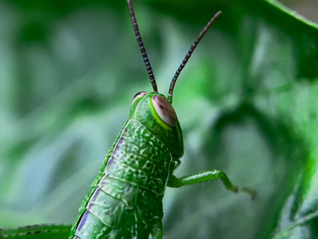 Close-up image of a Common Green Grasshopper (Omocestus viridulus) resting on a blade of grass. This species is characterized by its vibrant green coloration and distinctive body shape,の写真素材