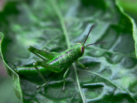 Close-up image of a Common Green Grasshopper (Omocestus viridulus) resting on a blade of grass. This species is characterized by its vibrant green coloration and distinctive body shape,の写真素材