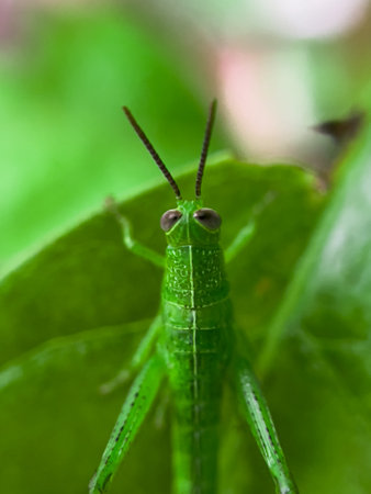 Close-up image of a Common Green Grasshopper (Omocestus viridulus) resting on a blade of grass. This...
