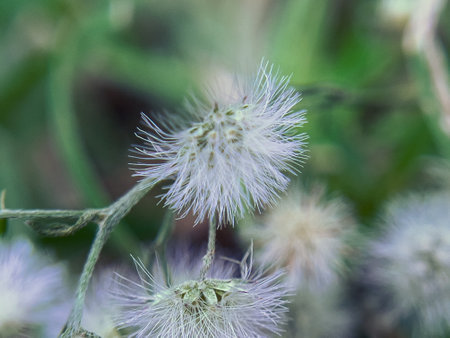 Close-up of Conyza bonariensis, showcasing its slender green stems and small white flowers, This...