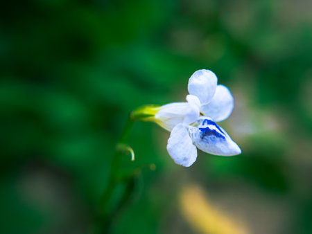 Close-up vibrant purple flowers with soft yellow throats, a tropical creeping plant popular for...