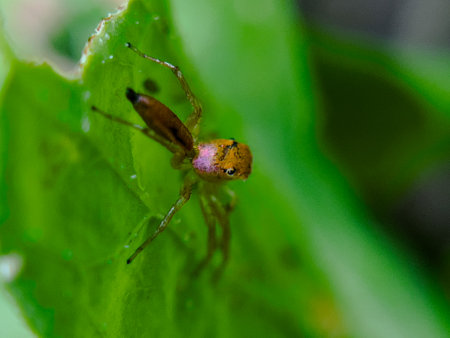 Close-up of a Lynx spider (Oxyopes salticus) perched on a green leaf. This small, agile predator is known for its excellent hunting skills and quick movements. With its long legs and sharp visionの写真素材