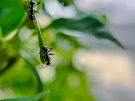 A detailed close-up of a black ant moving across a fresh green leaf. This image showcases the sharp...