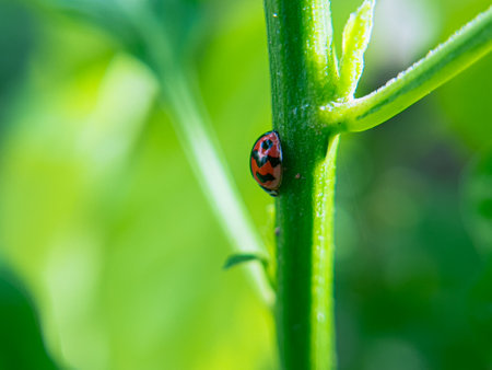 A charming close-up of a vibrant ladybug perched on a lush green leaf. The bright red and black...