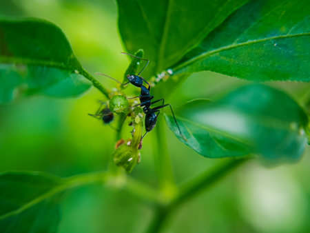A detailed close-up of a black ant moving across a fresh green leaf. This image showcases the sharp contrast between the ant's dark body and the natural color of the leafの写真素材