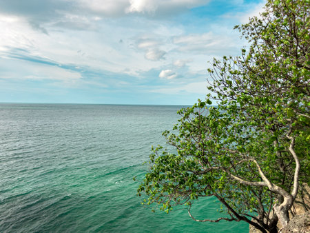 A close-up view of the branches and leaves of the Alnus glutinosa tree, beautifully framing a stunning beach scene in the background. With lush green leaves and elegant branches perfect content natureの写真素材