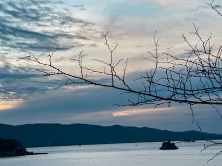 A striking image of bare tree branches reaching towards the sky, creating an intricate silhouette. The empty branches stand out against a soft background.の写真素材
