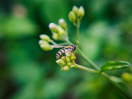 A Sphaerophoria, a genus of hoverflies from the family Syrphidae commonly known as globetails, is seen perched on a flower in a garden. This fly has a slender body with striking yellow and blackの写真素材