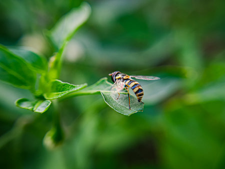A Sphaerophoria, a genus of hoverflies from the family Syrphidae commonly known as globetails, is seen perched on a flower in a garden. This fly has a slender body with striking yellow and blackの写真素材