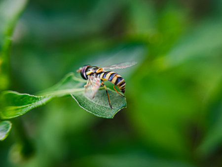A Sphaerophoria, a genus of hoverflies from the family Syrphidae commonly known as globetails, is seen perched on a flower in a garden. This fly has a slender body with striking yellow and blackの写真素材