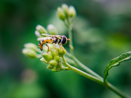 A Sphaerophoria, a genus of hoverflies from the family Syrphidae commonly known as globetails, is seen perched on a flower in a garden. This fly has a slender body with striking yellow and blackの写真素材