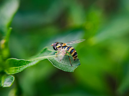 A Sphaerophoria, a genus of hoverflies from the family Syrphidae commonly known as globetails, is seen perched on a flower in a garden. This fly has a slender body with striking yellow and blackの写真素材