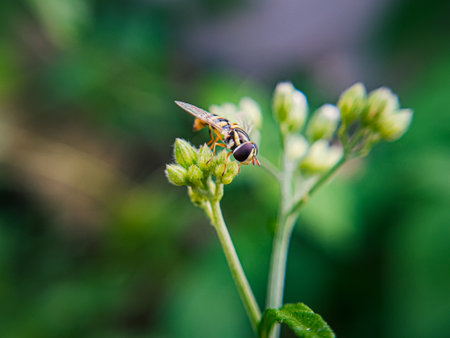 A Sphaerophoria, a genus of hoverflies from the family Syrphidae commonly known as globetails, is seen perched on a flower in a garden. This fly has a slender body with striking yellow and blackの写真素材